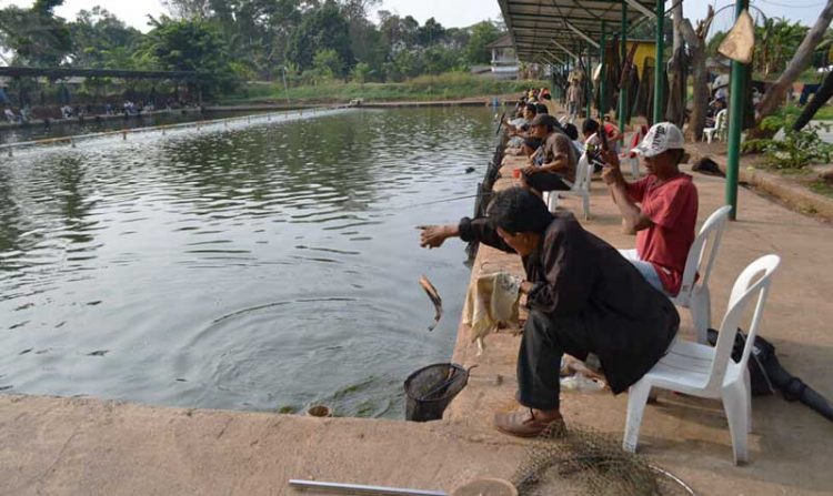 Umpan Ikan Patin di Kolam